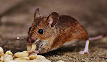 24 Hour & Emergency Exterminators in Poplarville, MS